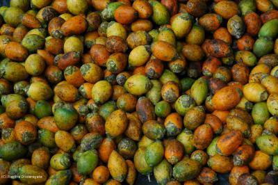 Areca Nut