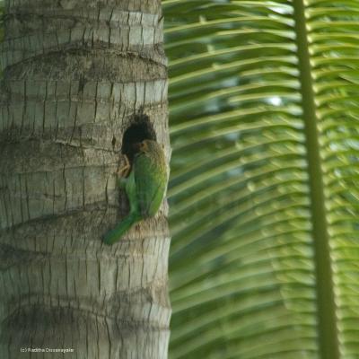 Brown Headed Barbet Brown Headed Barbet