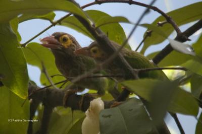 Brown Headed Barbet