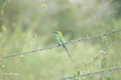 Bee Eater Bee Eater