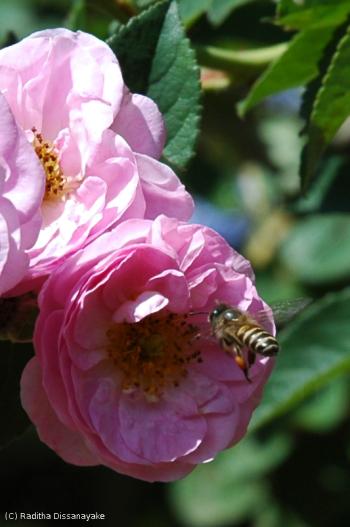 The bee