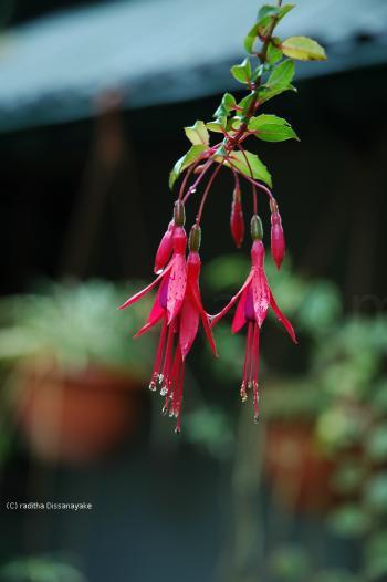 bells