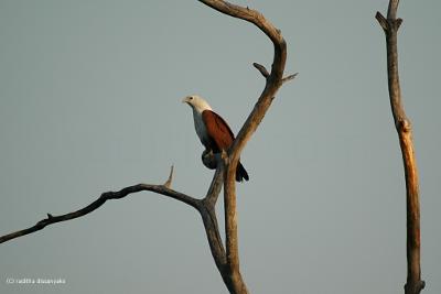 Brahmin Kite