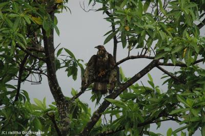Changable Hawk Eagle
