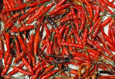 Red Hot Red Hot Chillie