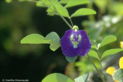 Clitoria