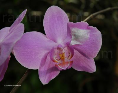 The web has been spun on an orchid web on an orchid