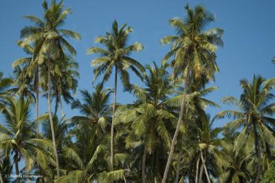 Coconut Grove Coconut trees
