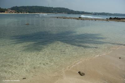 Coconut Tree