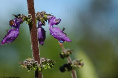 Dew Flower