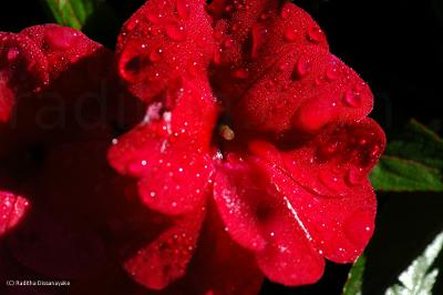 dew