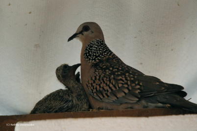 Spotted Dove and Her Baby Spotted Dove
