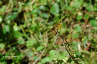 Dragon Fly Dragon Fly