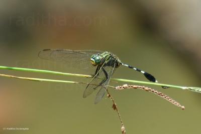 Dragonfly