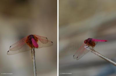 Dragonfly Dragonfly