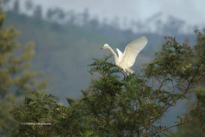 Egret