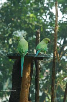 Estranged Rose Ringed Parakeets Rose Ringed Parakeets