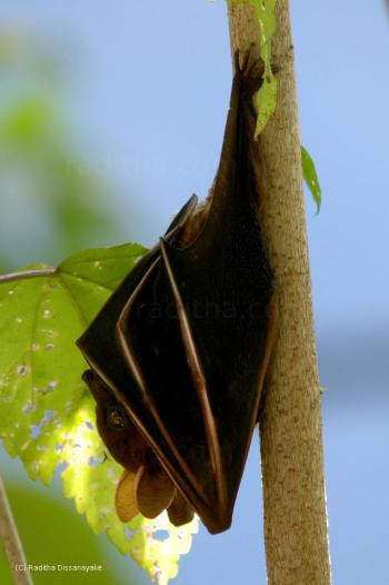 Fruit Bat Fruit Bat