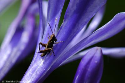 Grass hopper