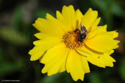 A bee hard at work