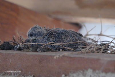 Spotted Dove Hatchlings. Spotted Dove