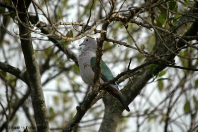 Changable Hawk Eagle