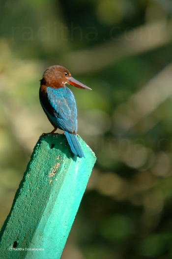 King Fisher