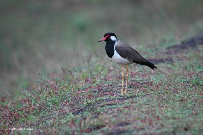 Lapwing