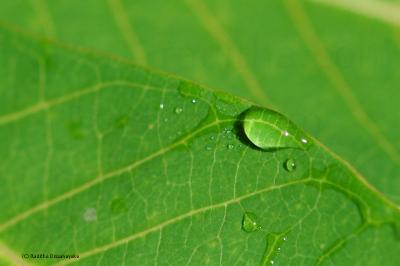 A leaf
