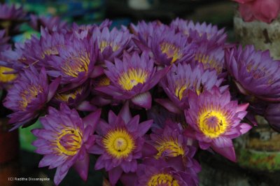 Nil Manel Flowers