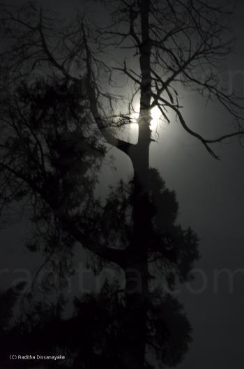 Moon on a Tree Moon on a Tree