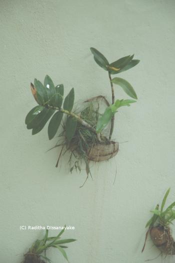 Nest of the Scaly Breasted munia. Orchids and Munias