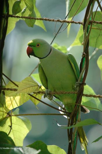 Parrots and Wing Beans