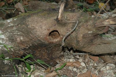 A Parrot's nest lying on the ground