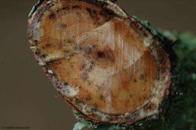 Pruned Tree Branch