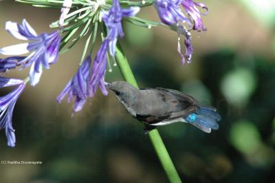 Purple Sun Bird