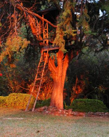 Tree House - Red Sunlight Tree House