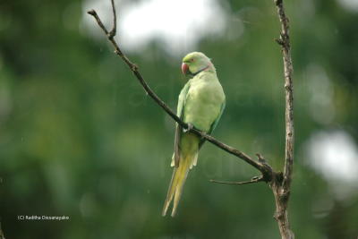 Rose Ringed Parakeet The Parrot