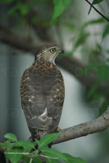 shikra