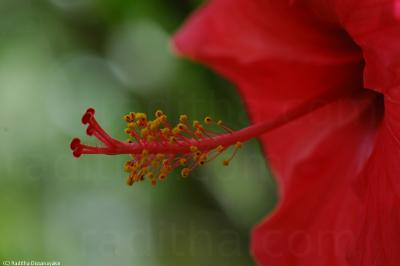 Shoe Flower