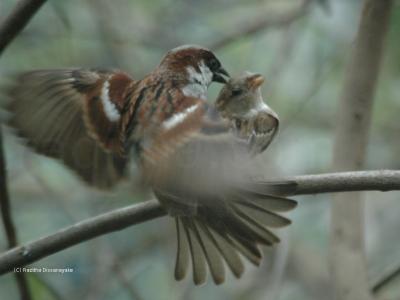 sparrows