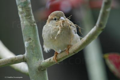 sparrow sparrow