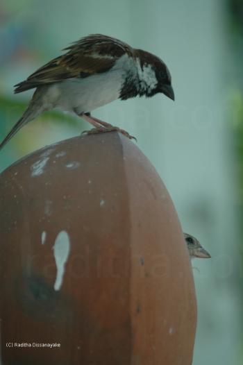 Sparrows waiting for their eggs to hatch.