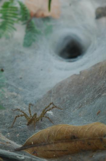 spider nest