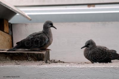 Spotted Dove Chicks