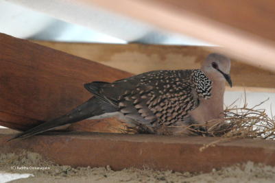 Spotted Dove. Spotted Dove Amonghts the Rafters