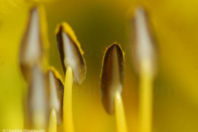 Stamens