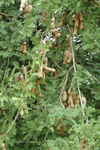 tamarind tree