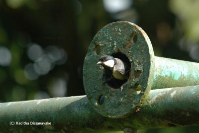 Great Tit peeking out Great Tit Nest