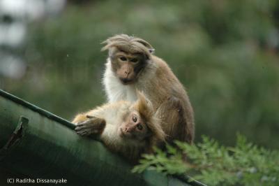 Torque Monkeys